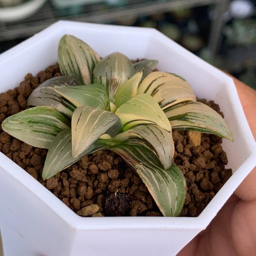 Amazon｜多肉植物 ハオルチア アトロフスカ錦｜観葉植物